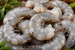 Camarones